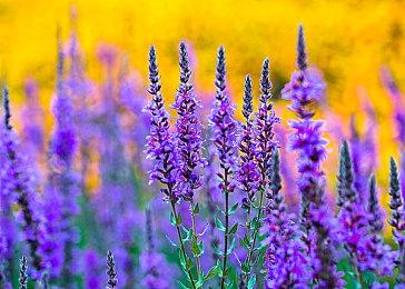 6月美国软件销量榜 《瑞奇与叮当：分离》登顶